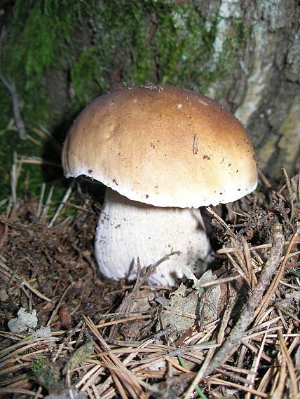 hríb dubový Boletus reticulatus Schaeff.