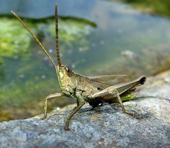 koník lúčny Chorthippus montanus