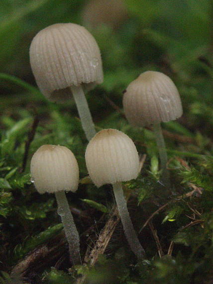 hnojník rozsiaty Coprinellus disseminatus (Pers.) J.E. Lange