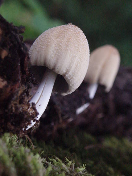 hnojník okrový Coprinellus domesticus (Bolton) Vilgalys, Hopple & Jacq. Johnson