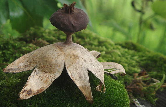 hviezdovka dlhokrčková Geastrum pectinatum Pers.