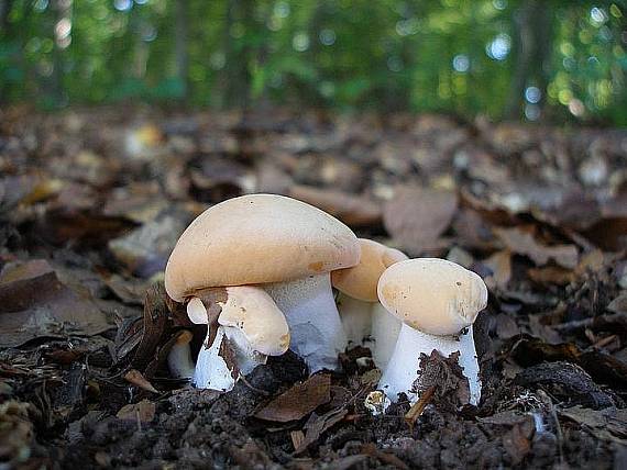 jelenka poprehýbaná Hydnum repandum L.