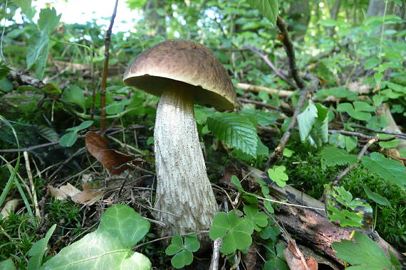 kozák hrabový Leccinum pseudoscabrum (Kallenb.) Šutara