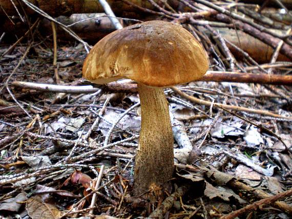 kozák brezový Leccinum scabrum (Bull.) Gray