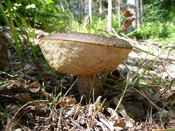 kozák Leccinum sp.