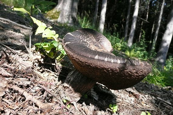 kozák Leccinum sp.