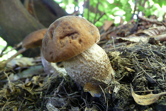 kozák Leccinum sp.