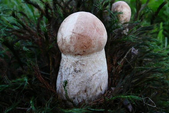 kozák Leccinum sp.