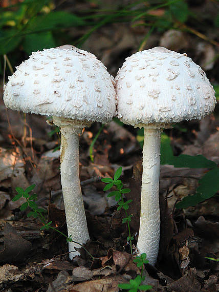 bedľa vysoká Macrolepiota procera (Scop.) Singer