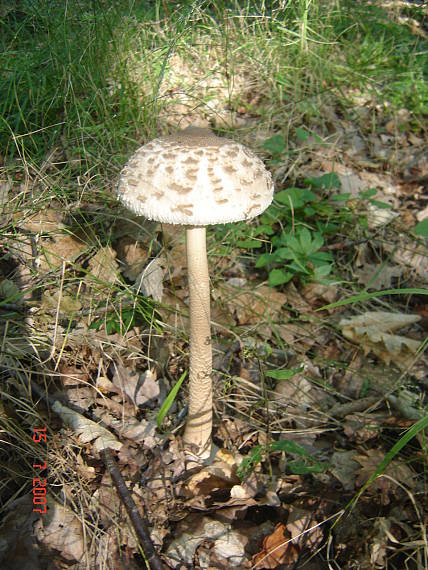 bedľa vysoká Macrolepiota procera (Scop.) Singer