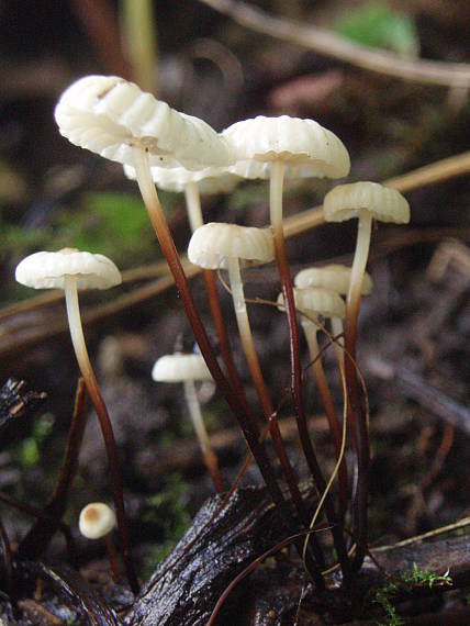 tanečnica golieriková Marasmius rotula (Scop.) Fr.