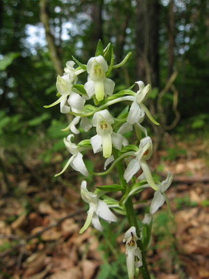 vemenník dvojlistý Platanthera bifolia (L.) Rich.