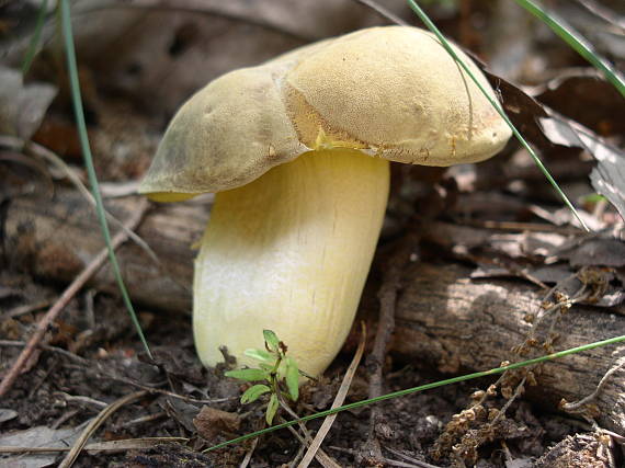 suchohríb plstnatý Xerocomus subtomentosus L.