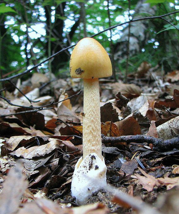 muchotrávka oranžová Amanita crocea (Quél.) Singer