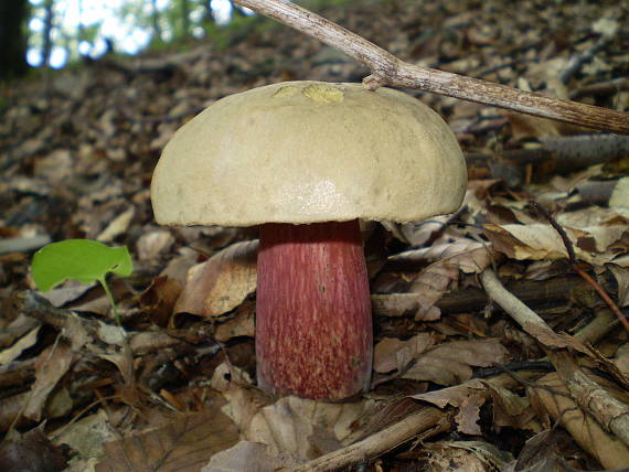 hřib kříšť , Hríb červený Boletus capolus