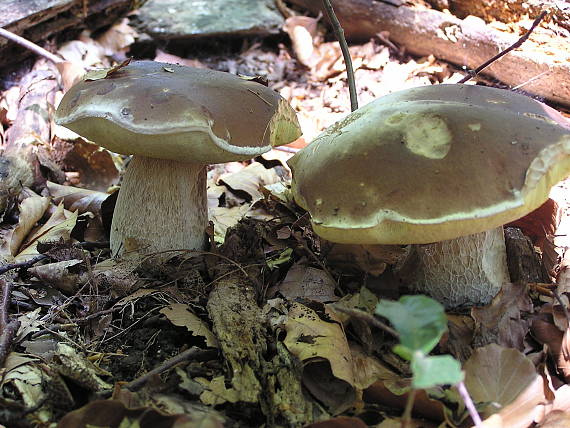 hríb smrekový Boletus edulis Bull.