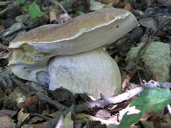 hríb smrekový Boletus edulis Bull.