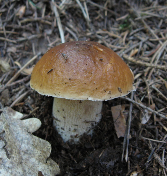 hríb smrekový Boletus edulis Bull.