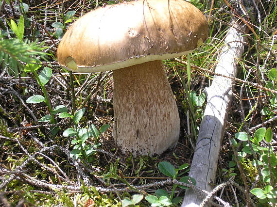 hríb smrekový Boletus edulis Bull.