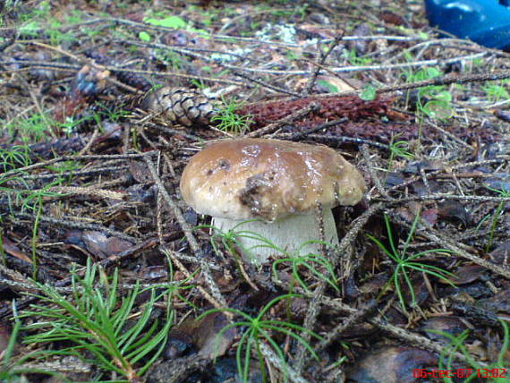 hríb smrekový Boletus edulis Bull.