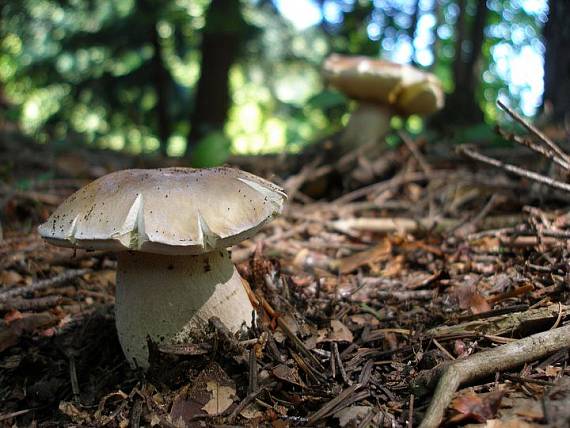 hríb smrekový Boletus edulis Bull.