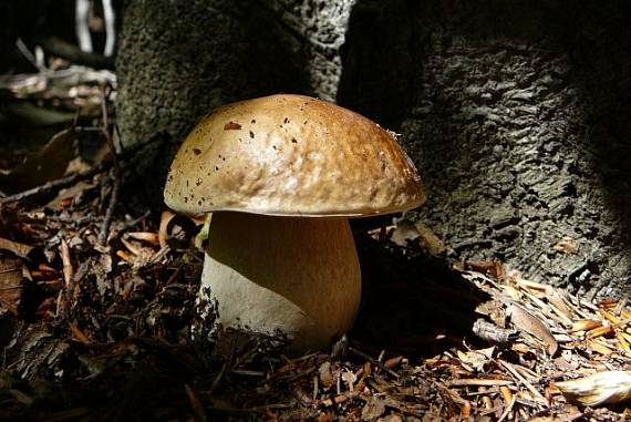 hríb smrekový Boletus edulis Bull.