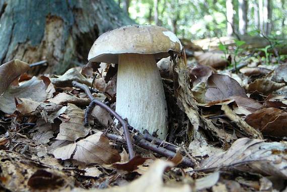 hríb smrekový Boletus edulis Bull.