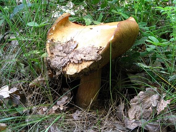 dubák cowboy Boletus reticulatus Schaeff.