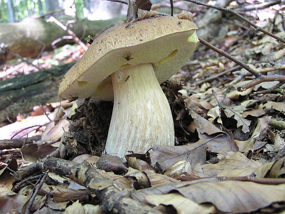 dubák Boletus reticulatus Schaeff.