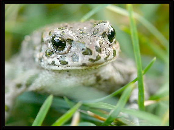 ropucha zelená Bufo viridis