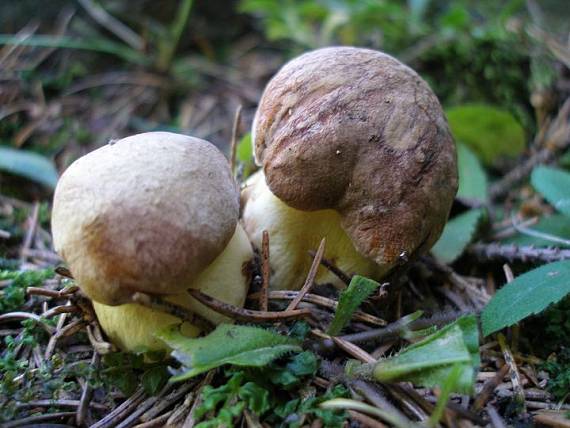 hríb príveskatý Butyriboletus appendiculatus (Schaeff. ex Fr.) Secr.