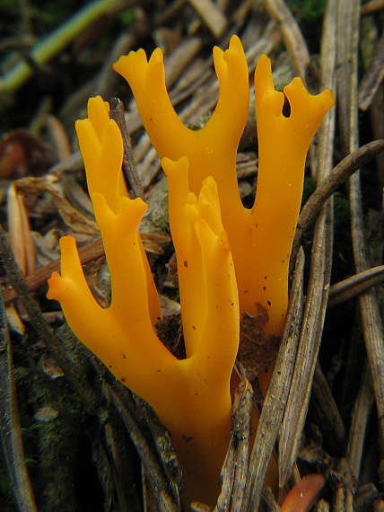 parôžkovec lepkavý Calocera viscosa (Pers.) Fr.