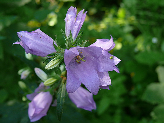 zvonček pŕhľavolistý Campanula trachelium L.