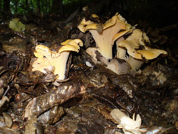 liška obecná , Kuriatko jedlé Cantharellus cibarius Fr.