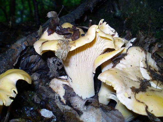 liška obecná , Kuriatko jedlé Cantharellus cibarius Fr.