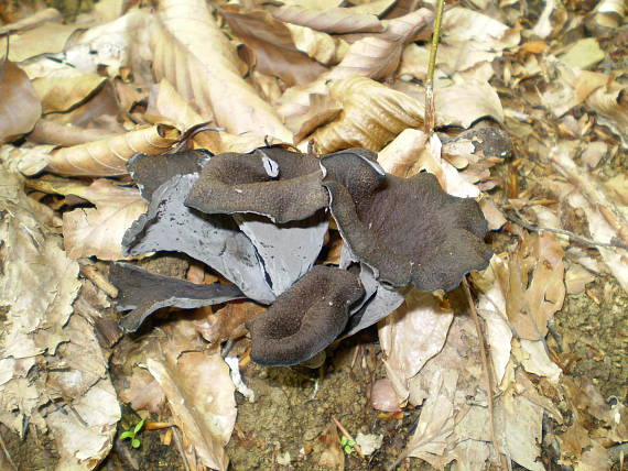 stroček trubkovitý , Lievik trúbkovitý Craterellus cornucopioides (L.) Pers.