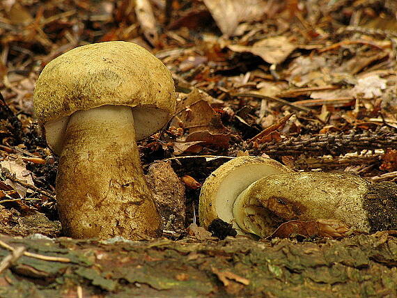 hríbnik modrejúci Gyroporus cyanescens (Bull.) Quél.