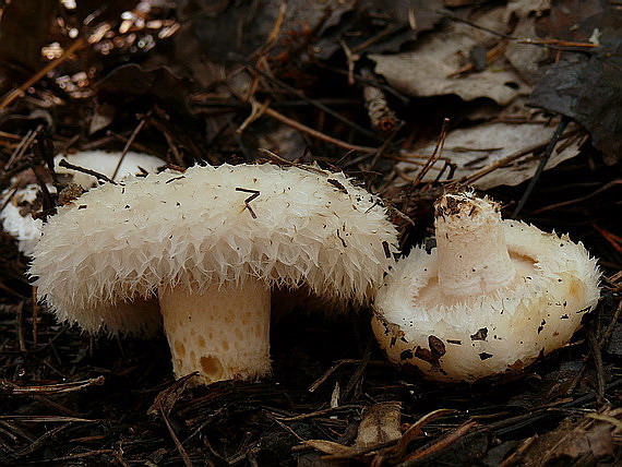 rýdzik Lactarius sp.