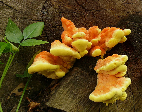 sírovec obyčajný Laetiporus sulphureus (Bull.) Murrill