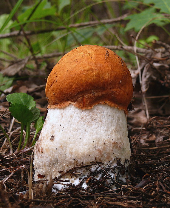 kozák osikový Leccinum albostipitatum den Bakker & Noordel.