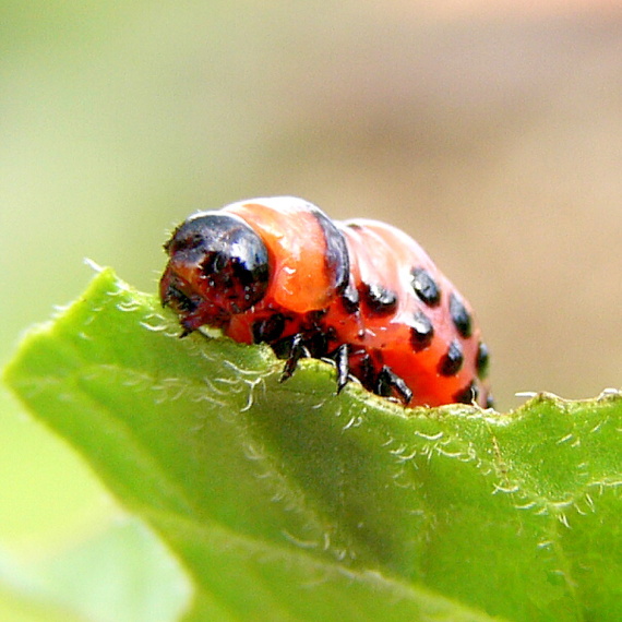 pásavka zemiaková Leptinotarsa decemlineata