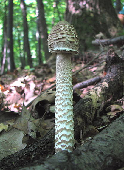 bedľa vysoká Macrolepiota procera (Scop.) Singer