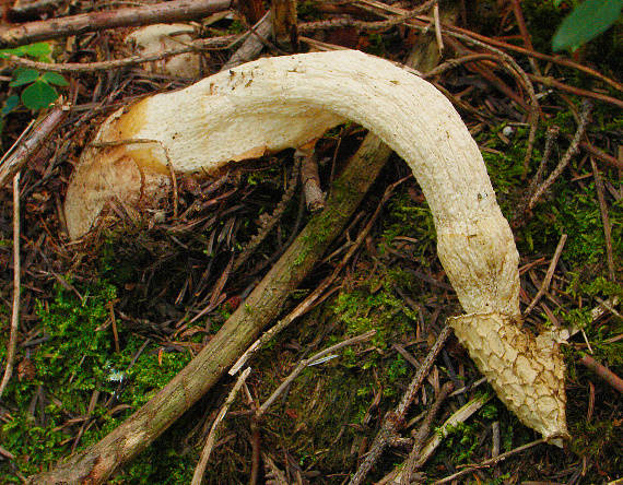 hadovka smradľavá Phallus impudicus L.
