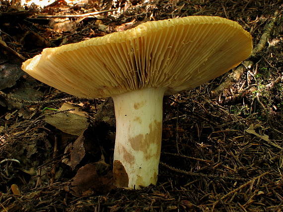 plávka Russula sp.