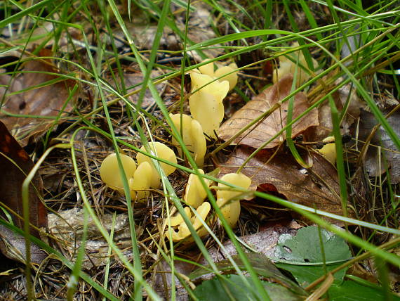 lopatička žltkastá Spathularia flavida Pers.