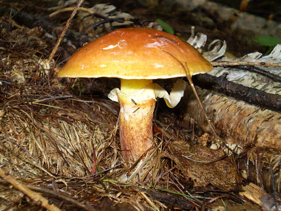 klouzek sličný , Masliak smrekovcový Suillus grevillei (Klotzsch) Singer