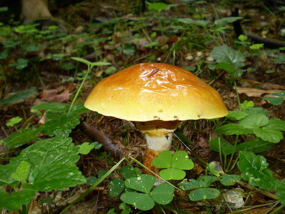 klouzek sličný , Masliak smrekovcový Suillus grevillei (Klotzsch) Singer