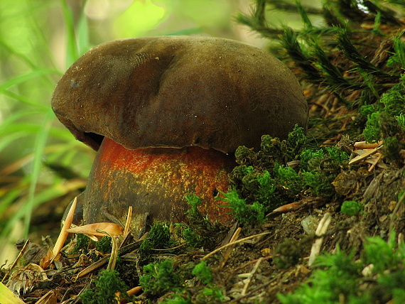 hríb zrnitohlúbikový Sutorius luridiformis (Rostk.) G. Wu & Zhu L. Yang