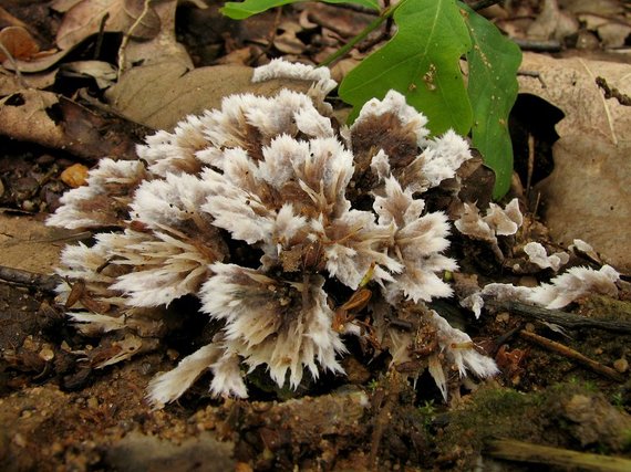 plesňovka belavohnedá Thelephora penicillata (Pers.) Fr.