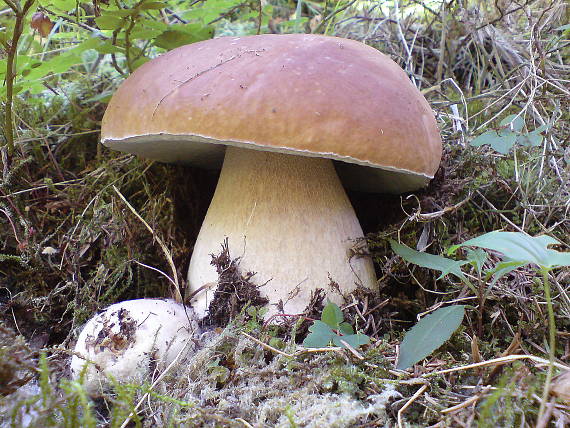 hřib smrkový Boletus edulis Bull.